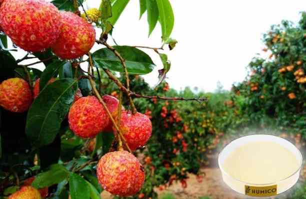 HUMICO - What Does Nitrogen Do for Plant Growth and Why Is It Important Lychee