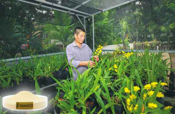 HUMICO - What Does Nitrogen Do for Plant Growth and Why Is It Important Orchids