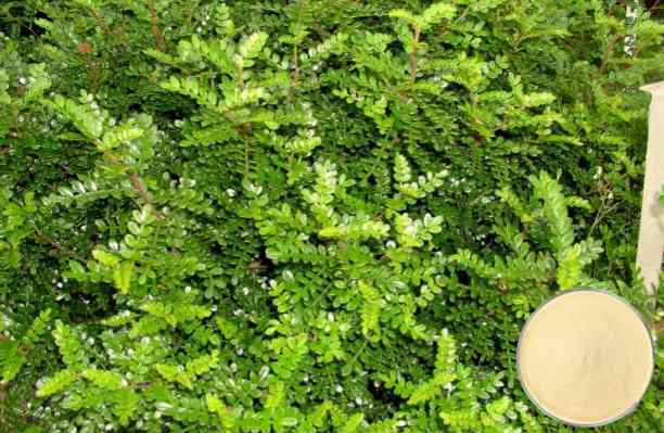 HUMICO - What Does Nitrogen Do for Plant Growth and Why Is It Important Pepper