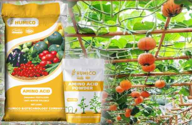 HUMICO - What Does Nitrogen Do for Plant Growth and Why Is It Important Pumpkin