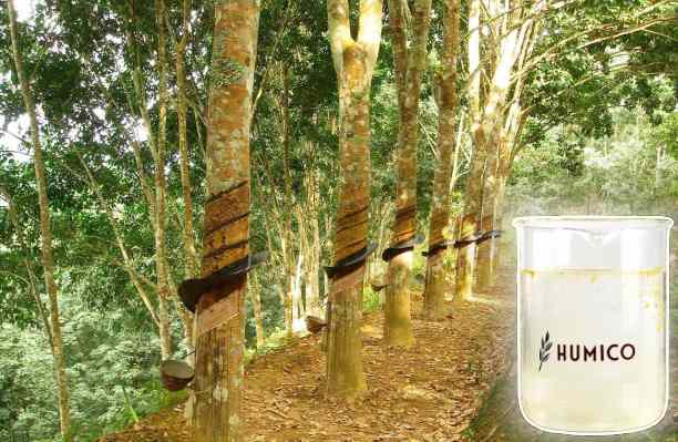 HUMICO - What Does Nitrogen Do for Plant Growth and Why Is It Important
