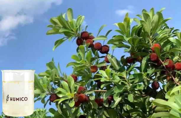 HUMICO - What Is the Function of the Nutrien for Plants Manganese Health and Growth