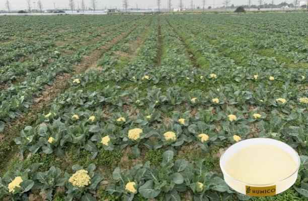 HUMICO - What Is the Function of the Nutrien for Plants Manganese Health and Growth