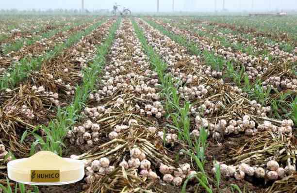 HUMICO - What Is the Function of the Nutrien for Plants Manganese Health and Growth