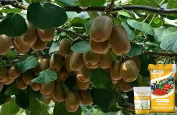 HUMICO - What Is the Function of the Nutrien for Plants Manganese Health and Growth