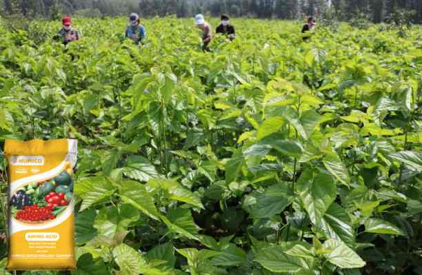 HUMICO - What Is the Function of the Nutrien for Plants Manganese Health and Growth