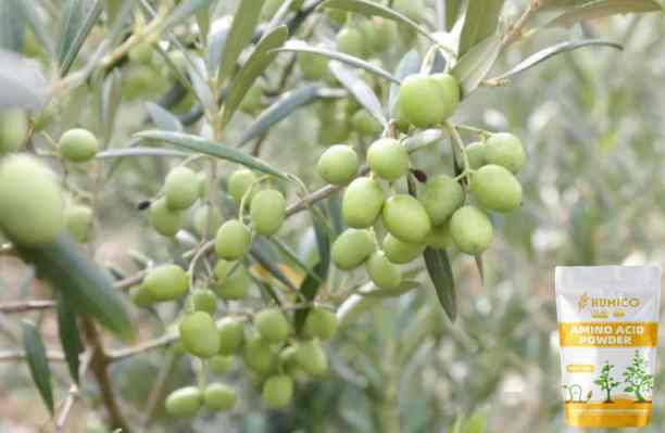 HUMICO - What Is the Function of the Nutrien for Plants Manganese Health and Growth