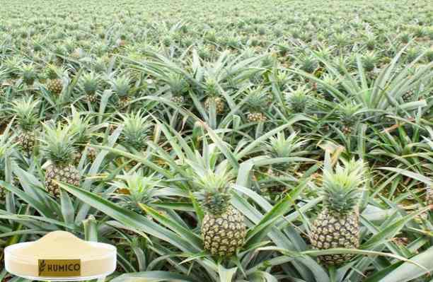 HUMICO - What does Phosphorus do for Plants Understanding Its Role and Deficiency Effects