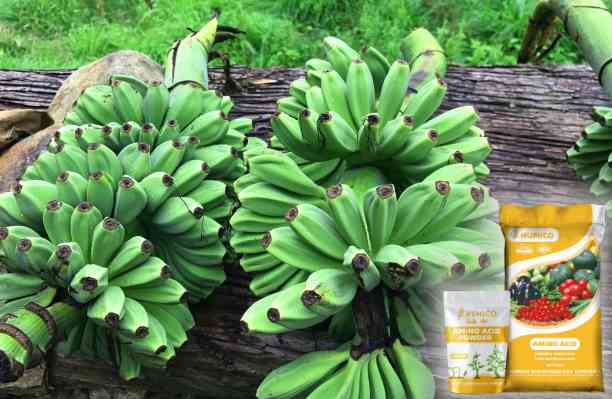 HUMICO - What does Phosphorus do for Plants Understanding Its Role and Deficiency Effects