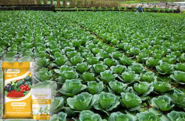 HUMICO - What does Phosphorus do for Plants Understanding Its Role and Deficiency Effects