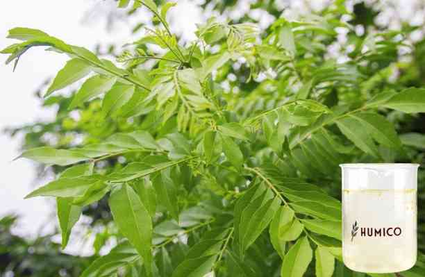 HUMICO - What does Phosphorus do for Plants Understanding Its Role and Deficiency Effects