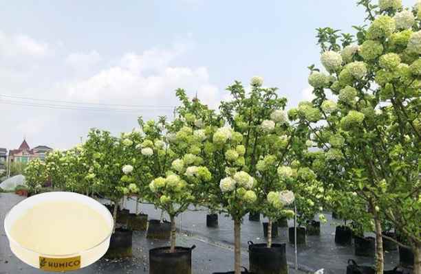 HUMICO - What does Phosphorus do for Plants Understanding Its Role and Deficiency Effects