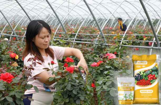 HUMICO - What is the Function of Potassium in a Plant Growth and Development