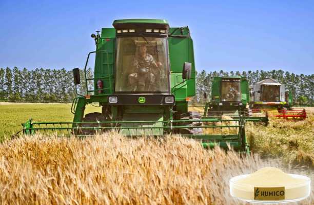 HUMICO - What is the Function of Potassium in a Plant Growth and Development