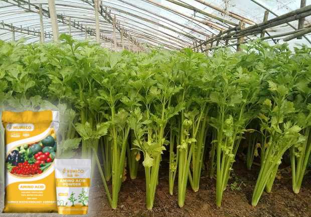 HUMICO - What is the Function of Potassium in a Plant Growth and Development