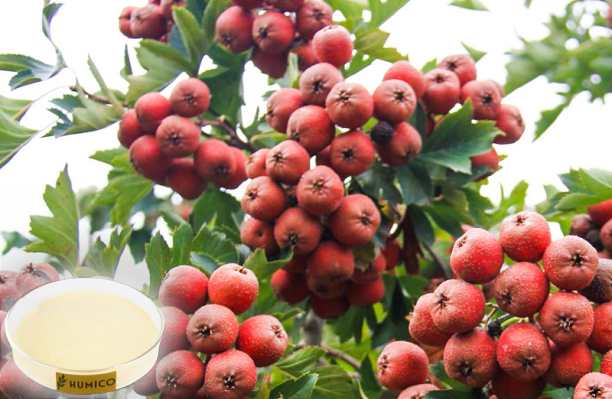 HUMICO - What is the Function of Potassium in a Plant Growth and Development