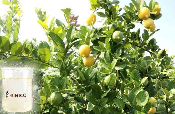 HUMICO - What is the Function of Potassium in a Plant Growth and Development