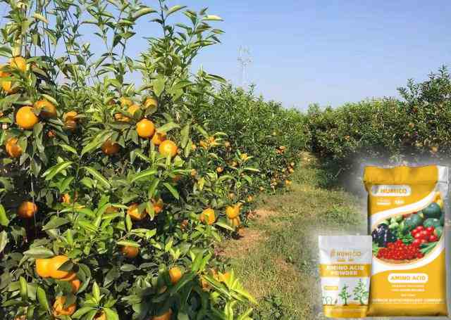 HUMICO - What is the Function of the Nutrient for Plants Iron Understanding Its Function and Deficie