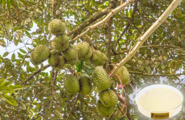 HUMICO - What is the Function of the Nutrient for Plants Iron Understanding Its Function and Deficiency Effects