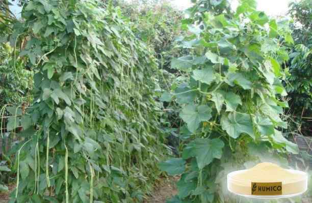 HUMICO - What is the Function of the Nutrient for Plants Iron Understanding Its Function and Deficiency Effects