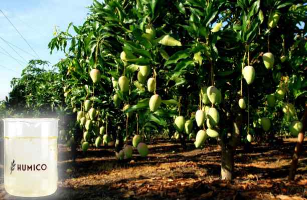 HUMICO - What is the Function of the Nutrient for Plants Iron Understanding Its Function and Deficiency Effects
