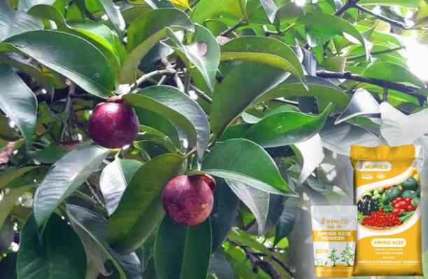 HUMICO - What is the Function of the Nutrient for Plants Iron Understanding Its Function and Deficiency Effects