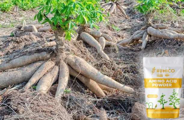 Humico - Copper Function of the Nutrient in Plants Growth and Health, Cassava