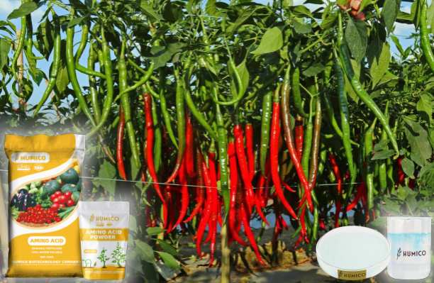 Humico - Copper Function of the Nutrient in Plants Growth and Health, Chili