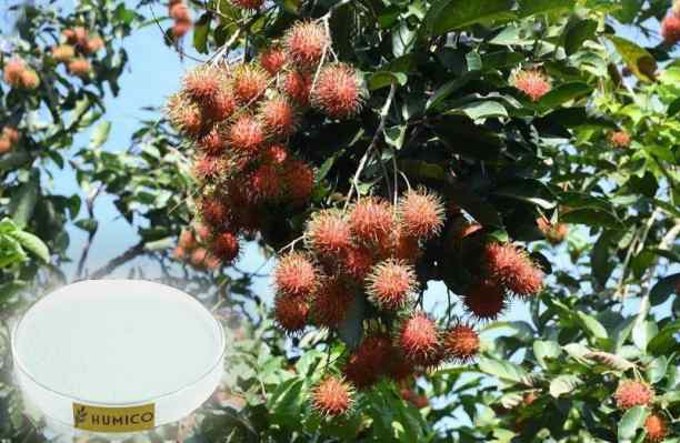 Humico - Copper Function of the Nutrient in Plants Growth and Health, Rambutan