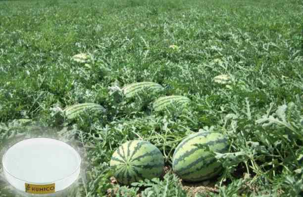 Humico - Copper Function of the Nutrient in Plants Growth and Health, Watermelons
