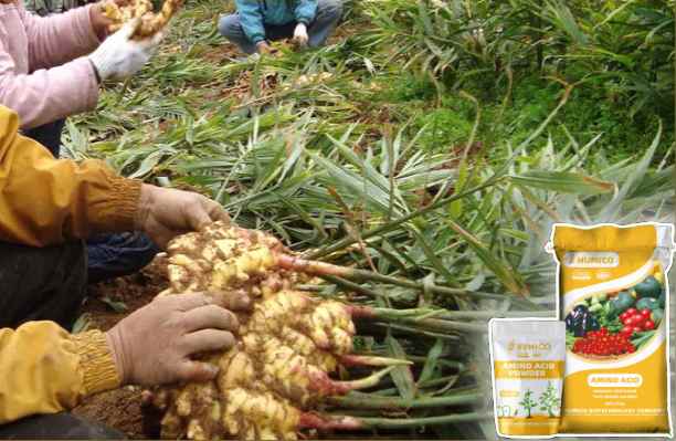 HumxAmino - What does Calcium do for Plants Calcium's Role in Plant Growth - Ginger
