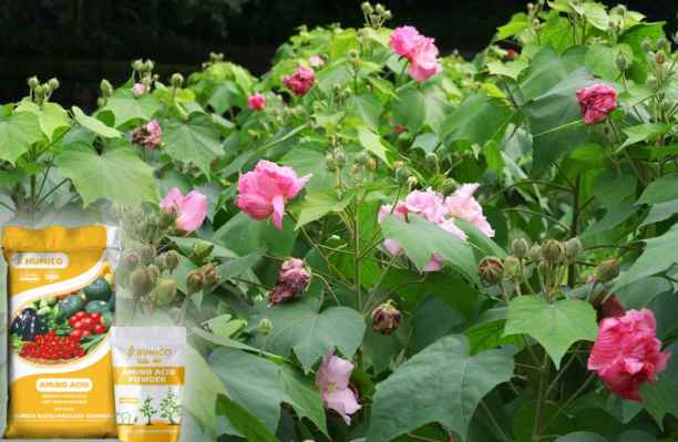 HumxAmino - What does Calcium do for Plants Calcium's Role in Plant Growth - Hibiscus