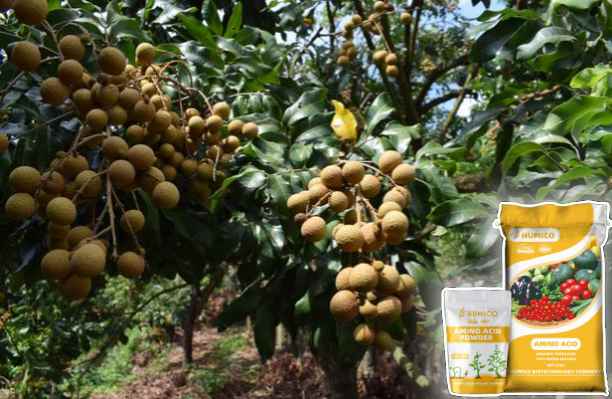 HumxAmino - What does Calcium do for Plants Calcium's Role in Plant Growth - Longan