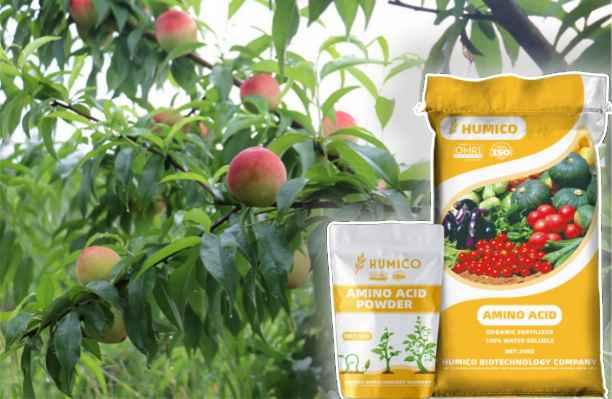 HumxAmino - What does Calcium do for Plants Calcium's Role in Plant Growth - Peach