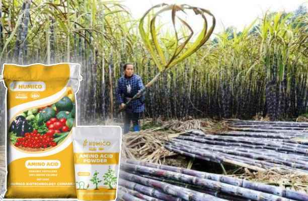 HumxAmino - What does Calcium do for Plants Calcium's Role in Plant Growth - Sugarcane