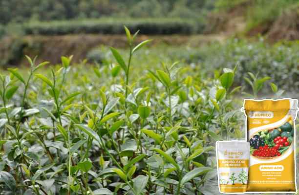 HumxAmino - What does Calcium do for Plants Calcium's Role in Plant Growth - Tea