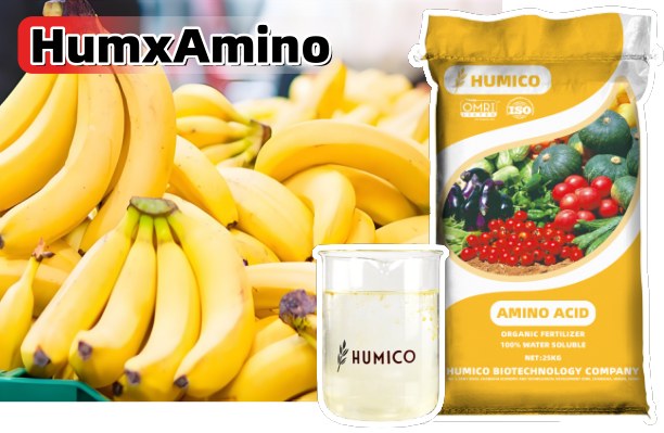 Humico - What Is The Best Fertilizer For Banana Trees