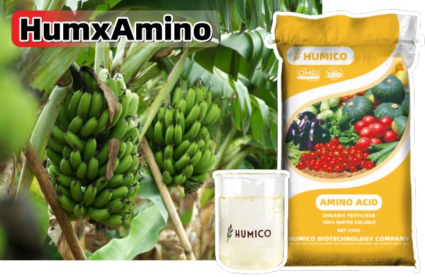 Humico - What Is The Best Fertilizer For Banana Trees