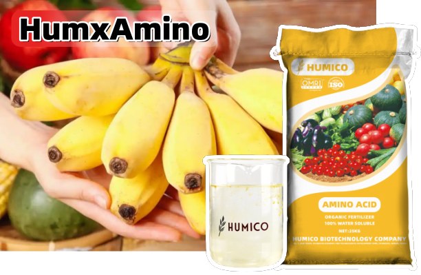 Humico - What Is The Best Fertilizer For Banana Trees