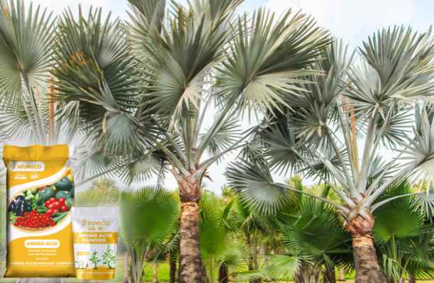 HumxAmino - The Functions of Magnesium (Mg) in the Plant Growth and Development Palm