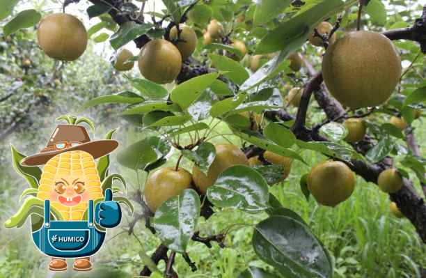 HumxAmino -The Functions of Magnesium (Mg) in the Plant Growth and Development Pear