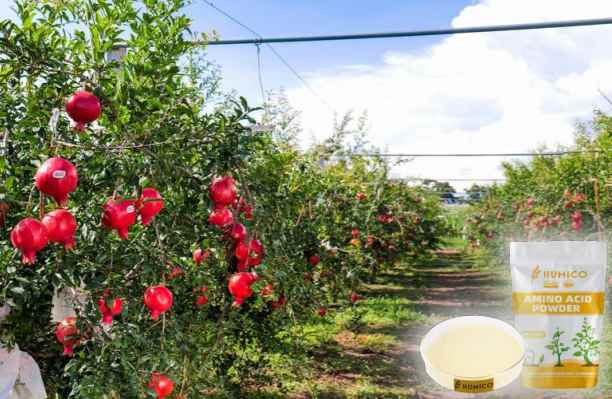 HumxAmino -The Functions of Magnesium (Mg) in the Plant Growth and Development Pomegranate