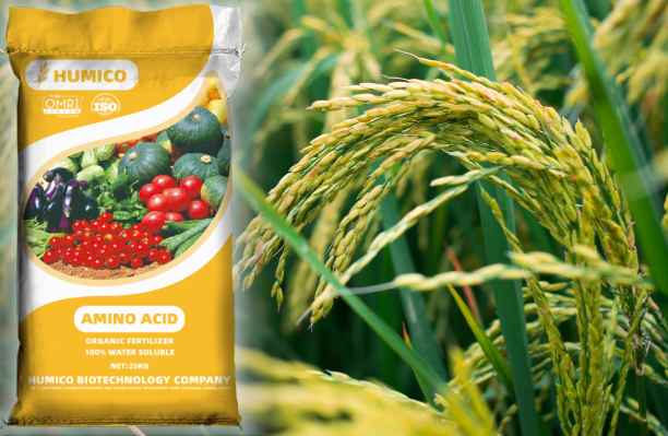 HumxAmino -The Functions of Magnesium (Mg) in the Plant Growth and Development Rice Plant