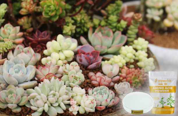HumxAmino -The Functions of Magnesium (Mg) in the Plant Growth and Development Succulents