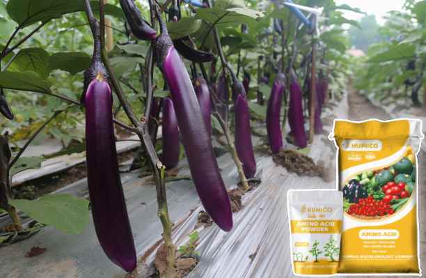 HumxAmino -The Functions of Magnesium (Mg) in thr Plant Growth and Development