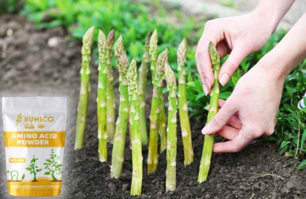 HumxAmino - What is the Function of the Nutrien for Plants Zinc Growth and Development - Asparagus