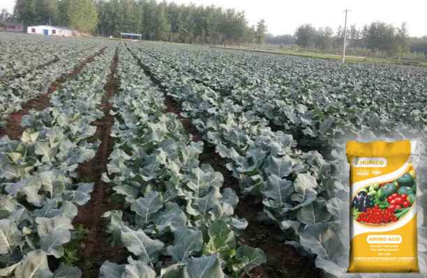 HumxAmino - What is the Function of the Nutrien for Plants Zinc Growth and Development - Broccoli