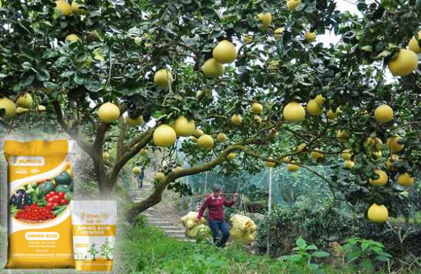 HumxAmino - What is the Function of the Nutrien for Plants Zinc Growth and Development - Grapefruit