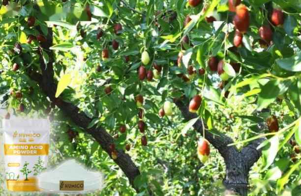HumxAmino - What is the Function of the Nutrien for Plants Zinc Growth and Development - Jujube