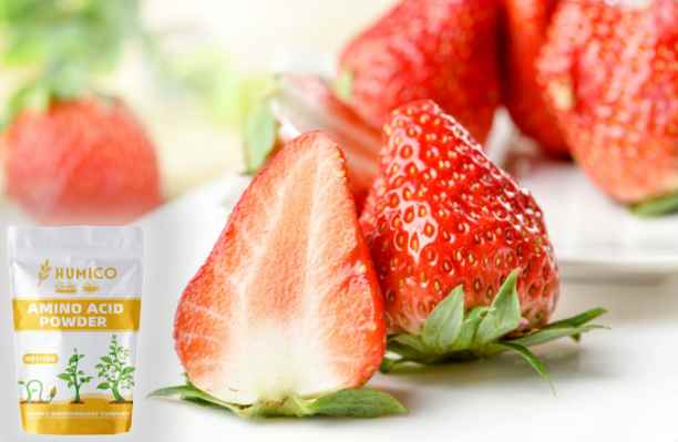 HumxAmino - What is the Function of the Nutrien for Plants Zinc Growth and Development - Strawberry